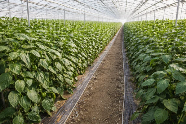 합천 파프리카 농장 시공